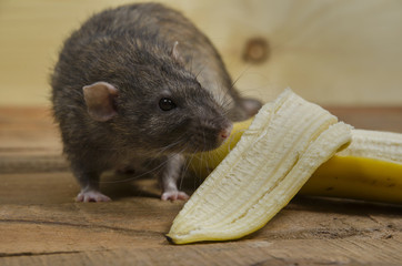 Rat is eating a banana.