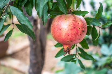 The pomegranates are tasty on the trees