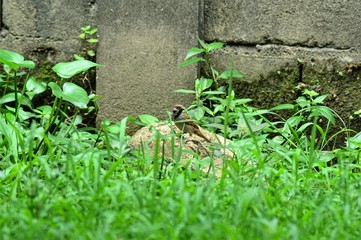 photo of a sparrow animal in the yard. photos taken outdoors. Indonesia West Kalimantan, Pontianak