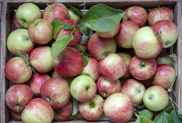 ApfelKiste zur Ernte von oben fotografiert