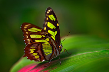 Papillon dans la forêt verte. Joli insecte assis sur le congé. Nature dans la forêt tropicale. Beau papillon Metamorpha stelenes dans son habitat naturel, du Costa Rica.