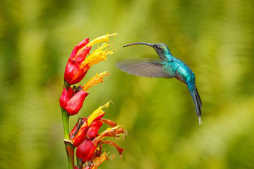 Fototapeta premium Green Hermit, Phaethornis guy, rare hummingbird from Costa Rica. Green bird flying next to beautiful red flower in jungle. Action feeding scene in green tropical forest, animal in the nature habitat.