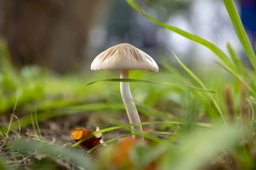 Pilze oder auch Heuduenglinge in freier Natur