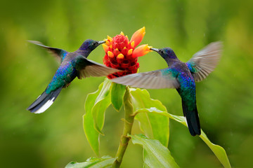 Big blue hummingbird Violet Sabrewing flying next to beautiful red flower with clear green forest...
