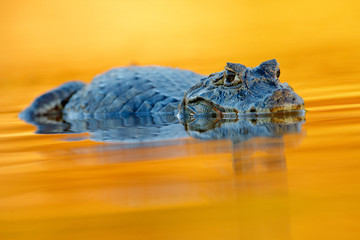 Crocodile and sunset.  Yacare Caiman in the dark orange evening water surface with sun, nature river habitat, Pantanal, Brazil. Wildlife scene from nature. Crocodile and sunset.