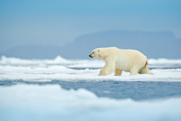 Naklejka na ściany i meble Polar bear on drift ice edge with snow and water in Svalbard sea. White big animal in the nature habitat, Europe. Wildlife scene from nature. Dangerous bear walking on the ice.