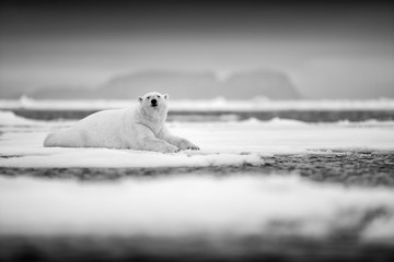Polar bear on drift ice edge with snow and water in sea. White animal in the nature habitat, north Europe, Svalbard, Norway. Wildlife scene from nature. Black and white art photo.