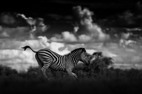 Zebra with dark storm sky. Burchell's zebra, Equus quagga burchellii, Nxai Pan National Park, Botswana, Africa. Wild animal on the meadow. Wildlife nature, African safari. Black and white art photo.