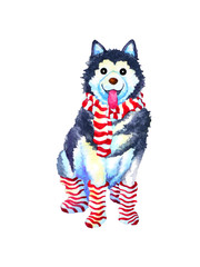 siberian husky funny art dog watercolor painting illustration hand drawing