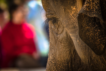 Tiere im Zoo