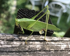 Katydid laying eggs