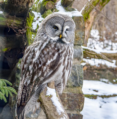 Great grey owl