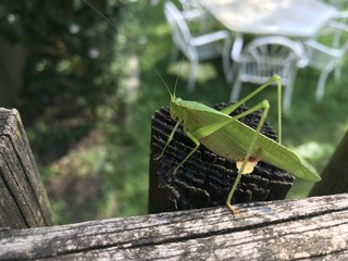 Katydid aging eggs on old porch post. 