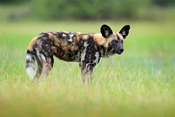 Papier Peint photo autocollant Parc national du Cap Le Grand, Australie occidentale African wild dog, walking in the green grass, Okacango deta, Botswana, Africa. Dangerous spotted animal with big ears. Hunting painted dog on African safari. Wildlife scene from nature.