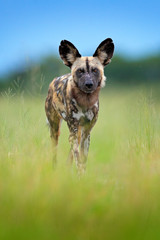 African wild dog, walking in the green grass, Okacango deta, Botswana, Africa. Dangerous spotted animal with big ears. Hunting painted dog on African safari. Wildlife scene from nature.