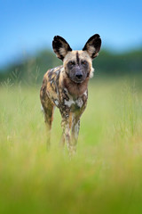 African wild dog, walking in the green grass, Okacango deta, Botswana, Africa. Dangerous spotted...