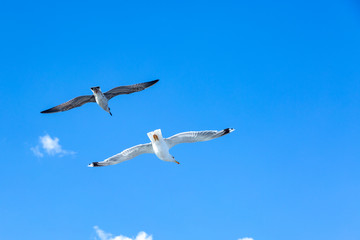 White gulls hovering in the sky. Bird's flight. Seagull on blue sky background