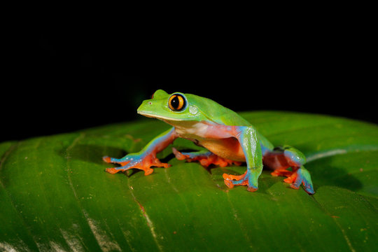 Agalychnis annae, Golden-eyed Tree Frog, green and blue frog on leave, Costa Rica. Wildlife scene from tropical jungle. Forest amphibian in nature habitat. Dark background.