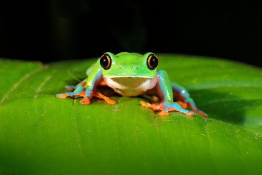 Agalychnis annae, Golden-eyed Tree Frog, green and blue frog on leave, Costa Rica. Wildlife scene from tropical jungle. Forest amphibian in nature habitat. Dark background.