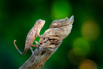 Furcifer verrucosus, warty spiny chameleon  sitting on the branch in forest habitat. Exotic beautifull endemic green reptile with long tail from Madagascar. Wildlife scene from nature.