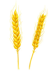 Ears of wheat painted with watercolors and isoalted on white background. Element for design.