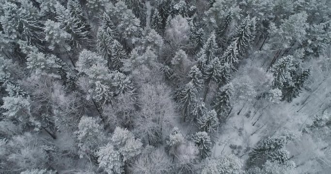 Aerial view: winter forest. Flight over snowy tree branch in view of the winter forest. Winter landscape, forest, trees covered with frost, snow. Aerial footage, 4K video.