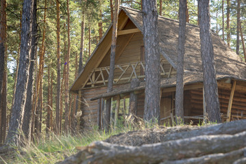 old wooden house in the pine forest