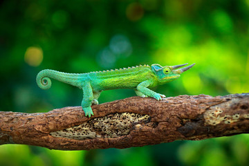 Jackson's Chameleon, Trioceros jacksonii, sitting on the branch in forest habitat. Exotic beautifull endemic green reptile with long tail from Madagascar. Wildlife scene from nature.
