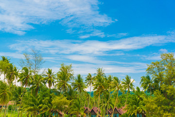 Naklejka na ściany i meble Coconut palm tree blue sky background