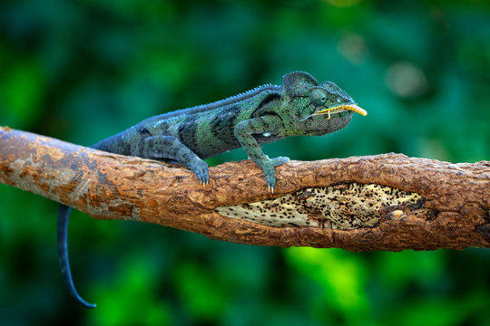 Malagasy giant chameleon, Furcifer oustaleti,sitting on the branch in forest habitat. Exotic beautifull endemic green reptile with long tail from Madagascar. Wildlife scene from nature.