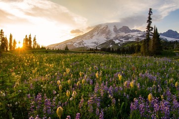 Wildflowers at sunset - Mount Rainier National Park - 224161210