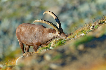 Alpine Ibex, Capra ibex, in nature habitat. Gran Paradisko National Park, Italy. Wildlife scene from nature. Animal with horn in the rock mountain. Close-up detail of hornes mammal in the stones.