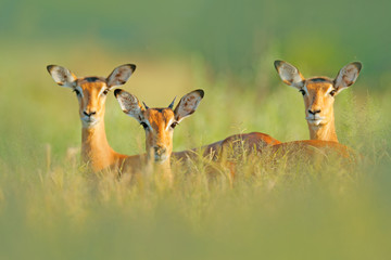 Beautiful impalas in the grass with evening sun, hidden portrait in vegetation. Animal in the wild nature . Sunset in Africa wildlife. Animal in the habitat, face portrait. - obrazy, fototapety, plakaty