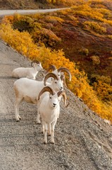 A group of curious dall sheep in Denali, Alaska