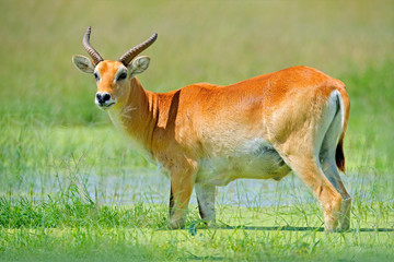Rare antelope. Kobus vardonii, Puku, animal walking in the water grass during hot day. Forest mammal in the habitat, Okavango, Botswana. Wildlife scene with deer from African. nature.