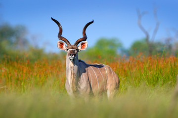 Größeres Kudu, Tragelaphus strepsiceros, hübsche Antilope mit spiralförmigen Hörnern. Tier im Lebensraum der grünen Wiese, Okavango-Delta, Moremi, Botswana. Kudu in Afrika. Wildlife-Szene aus der afrikanischen Natur.