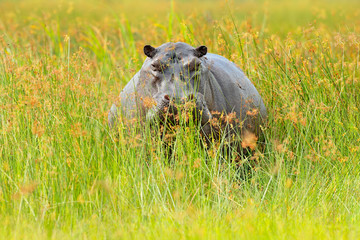 Hippo in the grass, wet green season. African Hippopotamus, Hippopotamus amphibius capensis, , Okavango delta, Moremi, Botswana. Dangerous big animal in the water.