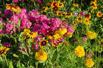 Fototapeta na wymiar A flower bed of beautiful garden flowers