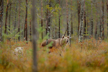 Bear family in orange autumn. Bear cub with mother. Beautiful animals hidden in the forest. Dangerous animals in nature forest and meadow habitat. Wildlife scene from Finland near Russian border