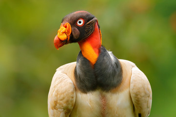 King vulture, Costa Rica, large bird found in South America. Flying bird, forest in the background....