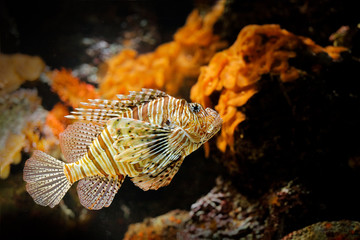 Pterois volitans, Red Lionfish, danger poison fish in the sea water. Lion fish in the nature ocean habitat.  Marine life.