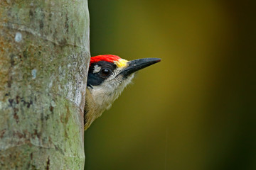 Woodpecker from Costa Rica, Black-cheeked Woodpecker, Melanerpes pucherani, sitting on the tree trunk with nesting hole, bird in the nature habitat, Costa Rica. Birdwatching in South America.