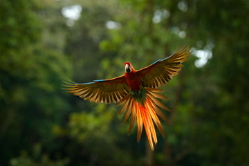Red hybrid parrot in forest. Macaw parrot flying in dark green vegetation. Rare form Ara macao x...