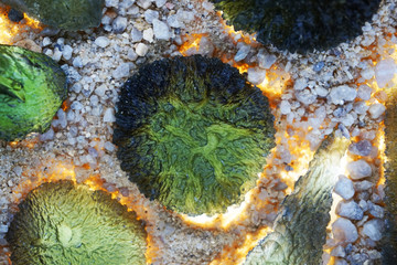 moldavite minerals collection
