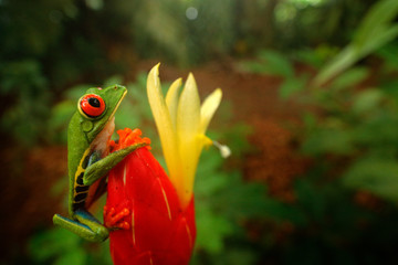 Red-eyed Tree Frog in nature habitat, animal with big red eyes, above river in the forest. Frog from Costa Rica, wide angle lens. Wildlife scene tropic forest, animal in the habitat.