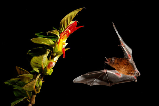 Orange nectar bat, Lonchophylla robusta, flying bat in dark night. Nocturnal animal in flight with yellow feed flower. Wildlife action scene from tropic nature, Costa Rica.