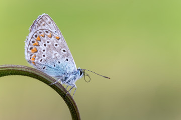 Argo azzurro farfalla (Polyommatus icarus)