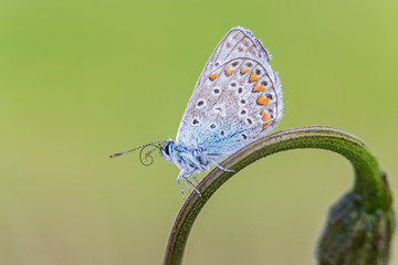 Argo azzurro farfalla (Polyommatus icarus)