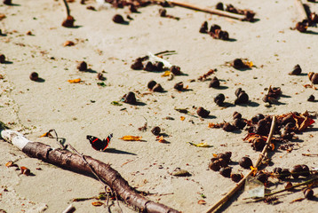 Beautiful butterfly on the ground with stone and sand,