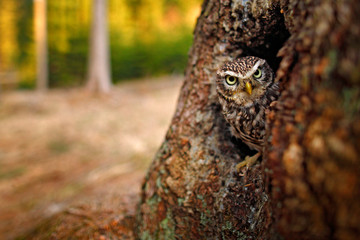 Little Owl, Athene noctua, in the nesting tree hole in the forest, central Europe. Portrait of small bird in the nature habitat, Czech Republic. Wildlife scene from dark forest.